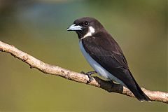 Fiji Woodswallow